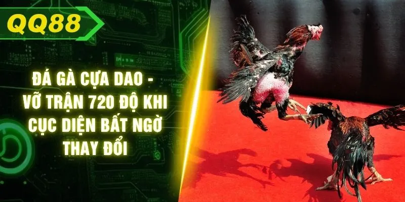 Đá Gà Cựa Dao - Vỡ Trận 720 Độ Khi Cục Diện Bất Ngờ Thay Đổi